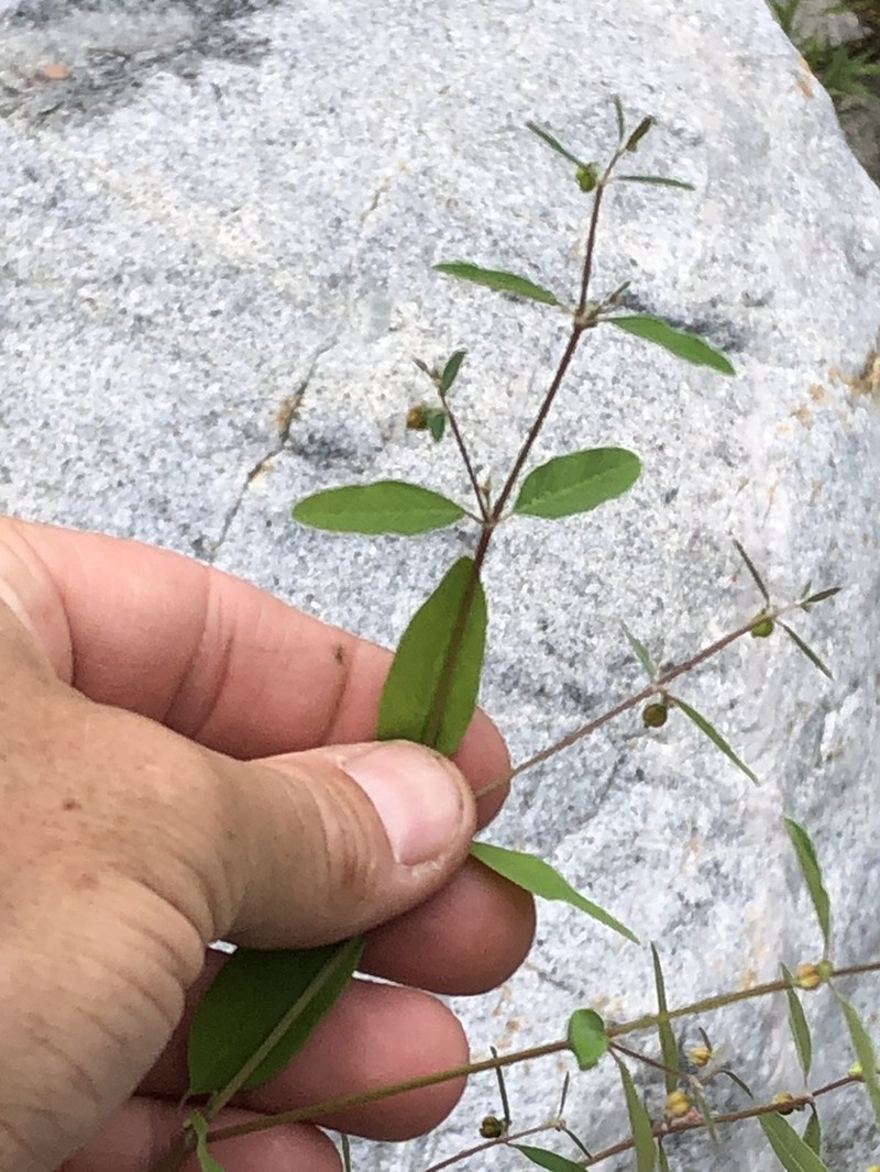 Euphorbia lagunensis