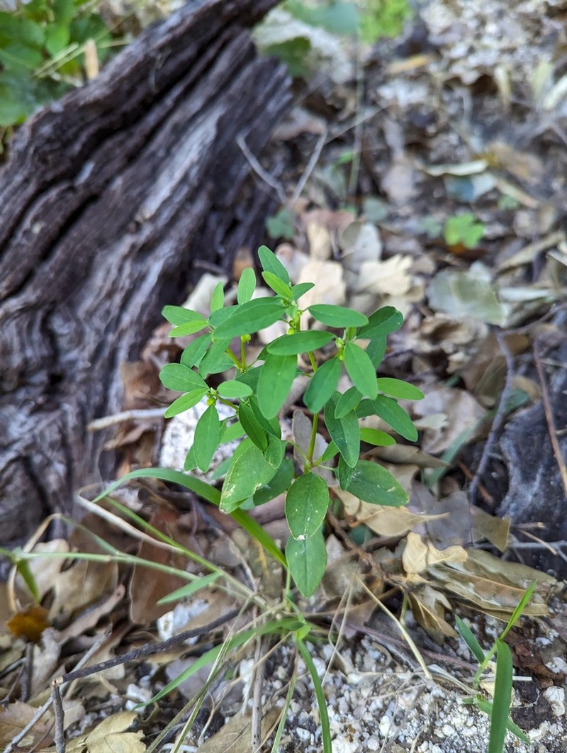 Euphorbia lagunensis photo 2