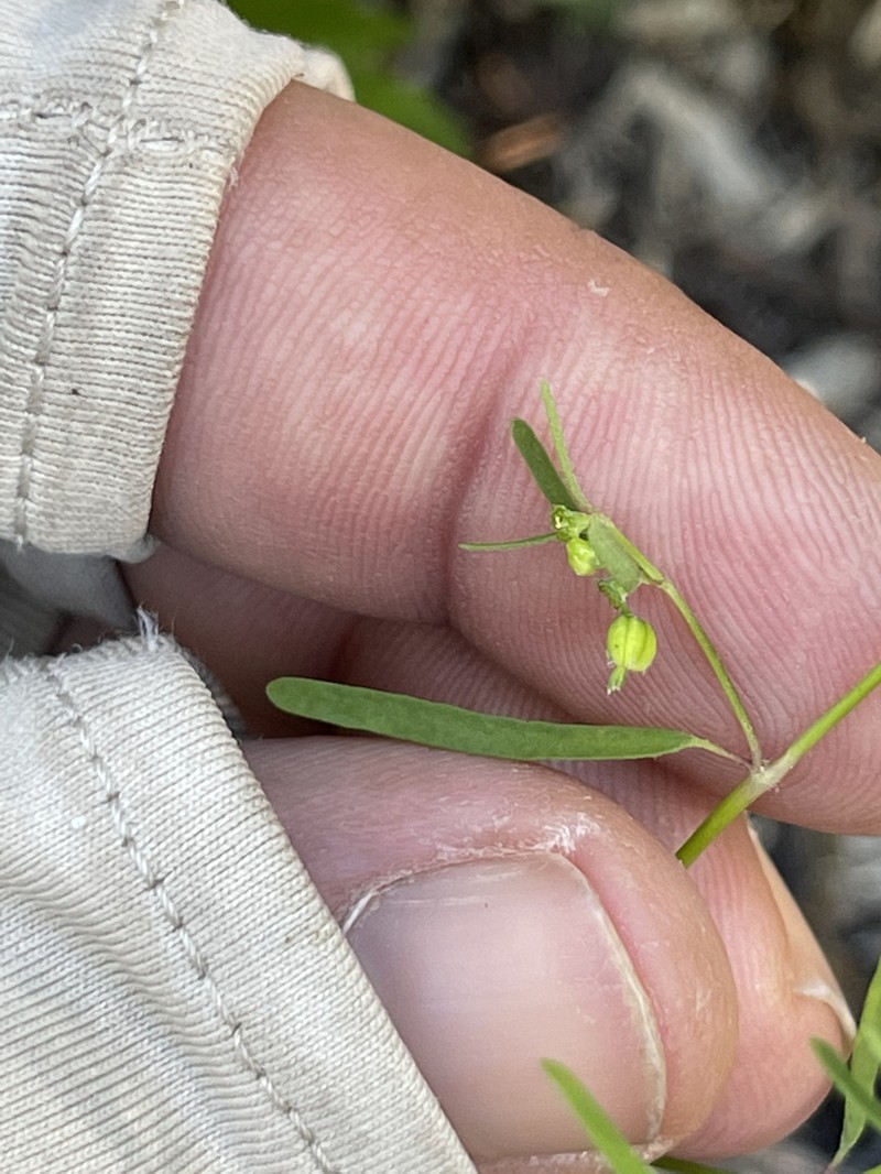 Euphorbia lagunensis photo 3