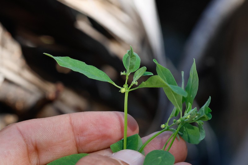 Euphorbia lagunensis photo 4