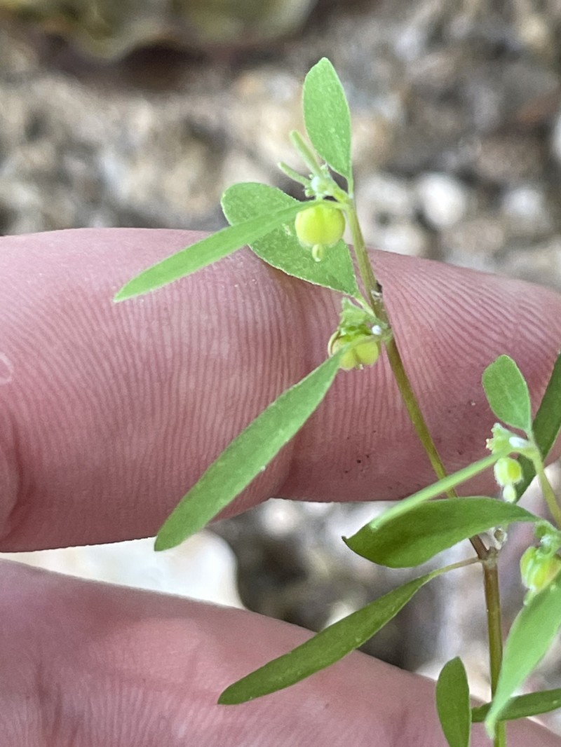 Euphorbia lagunensis photo 5