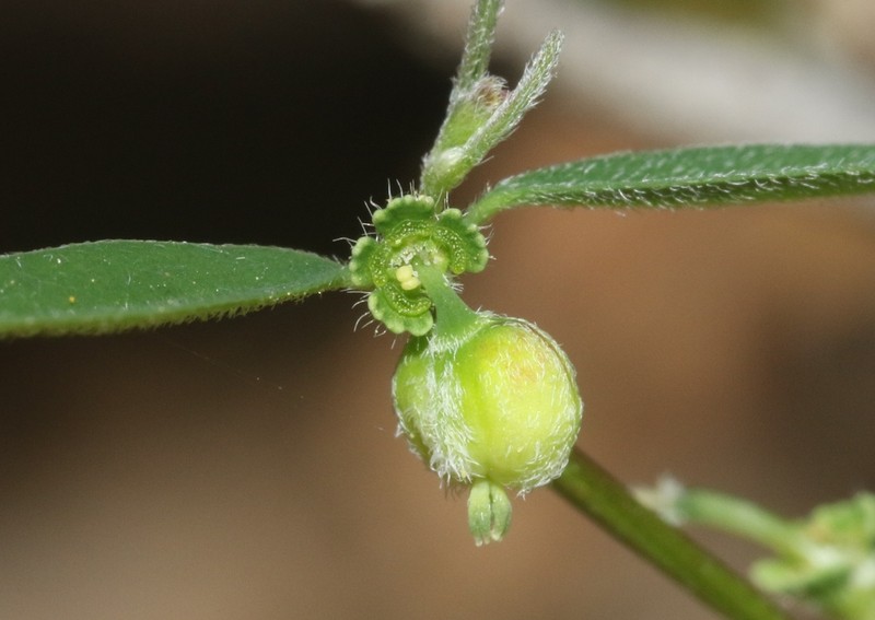 Euphorbia lagunensis photo 8