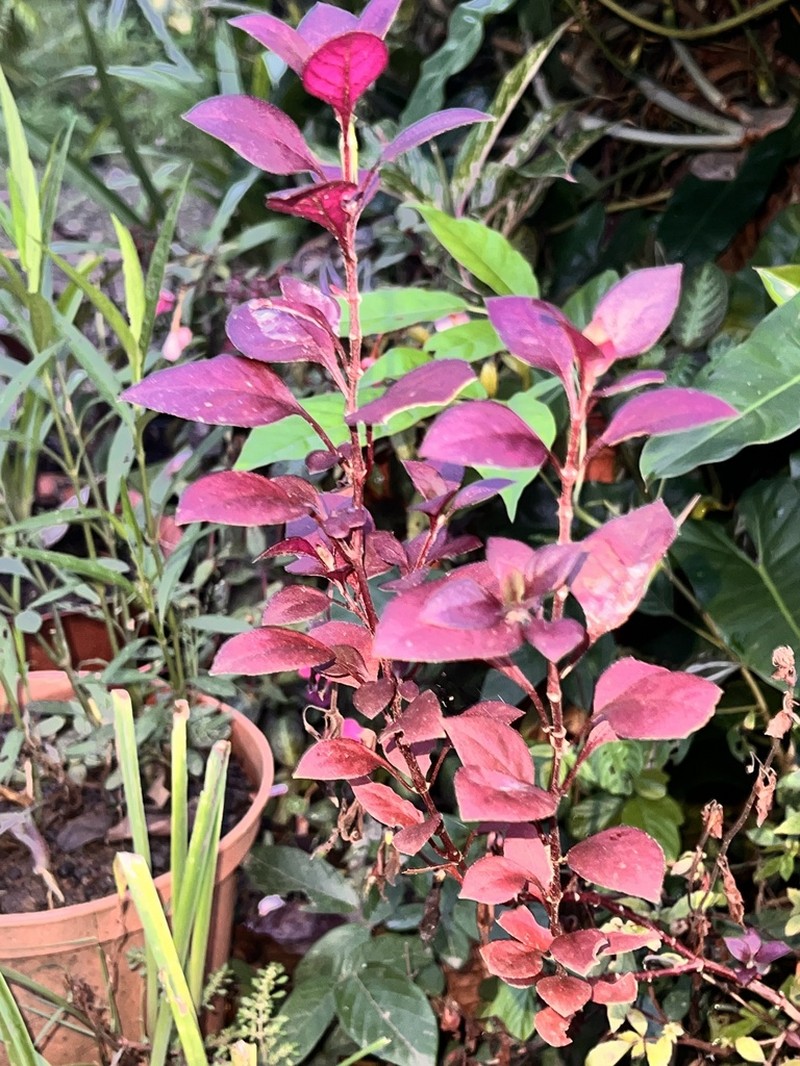 Euphorbia lagunillarum