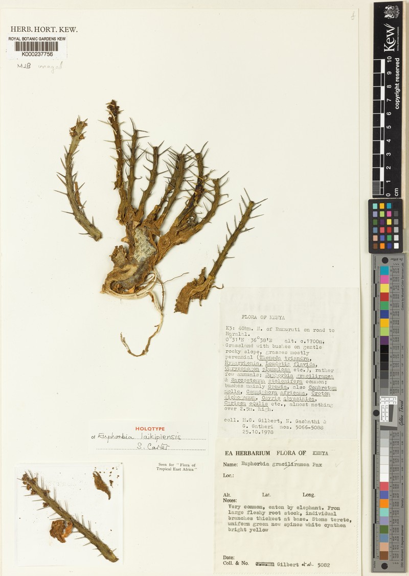 Euphorbia laikipiensis photo 2