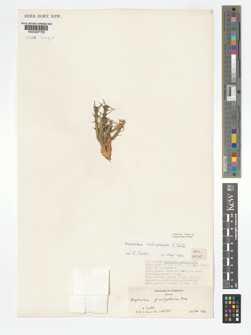 Euphorbia laikipiensis photo 3