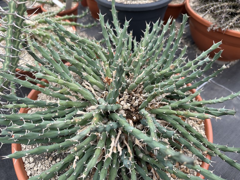 Euphorbia laikipiensis