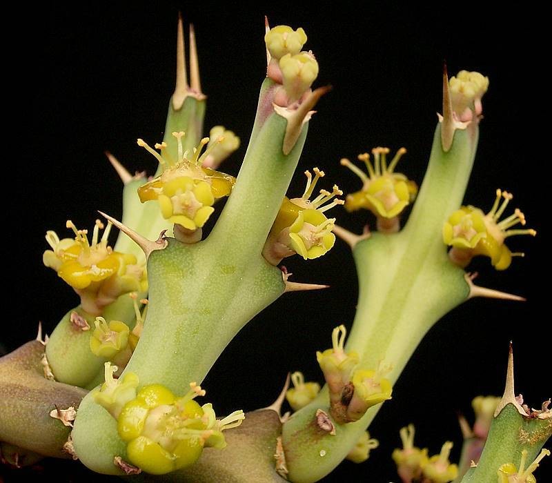 Euphorbia laikipiensis photo 4