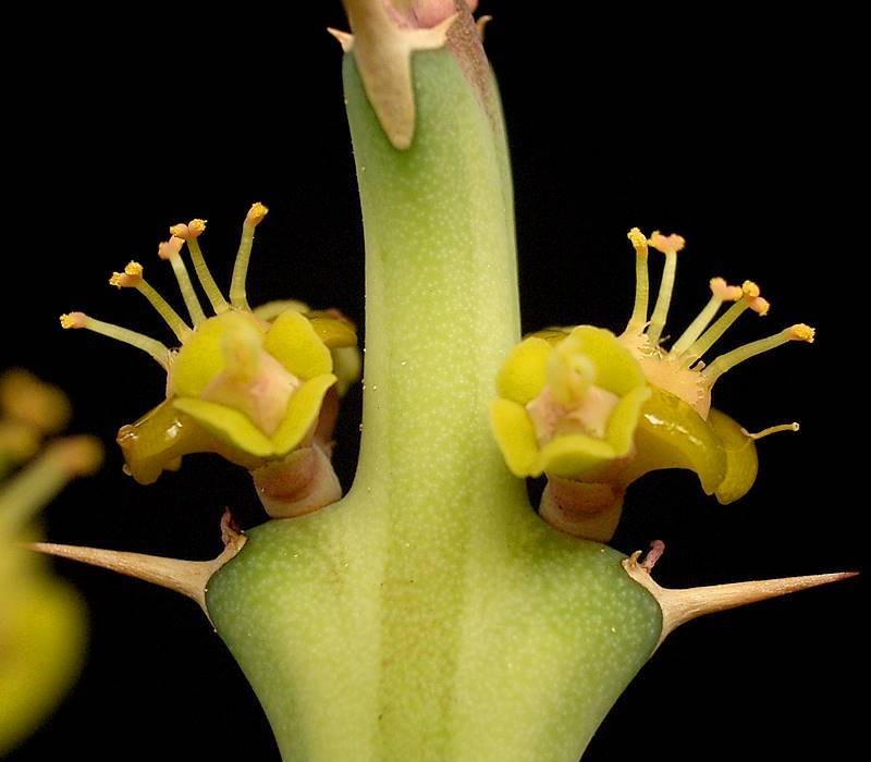Euphorbia laikipiensis photo 5