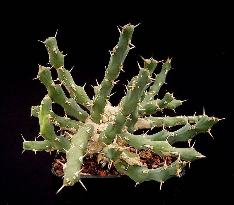 Euphorbia laikipiensis photo 6