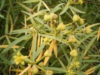 Euphorbia lamarckii