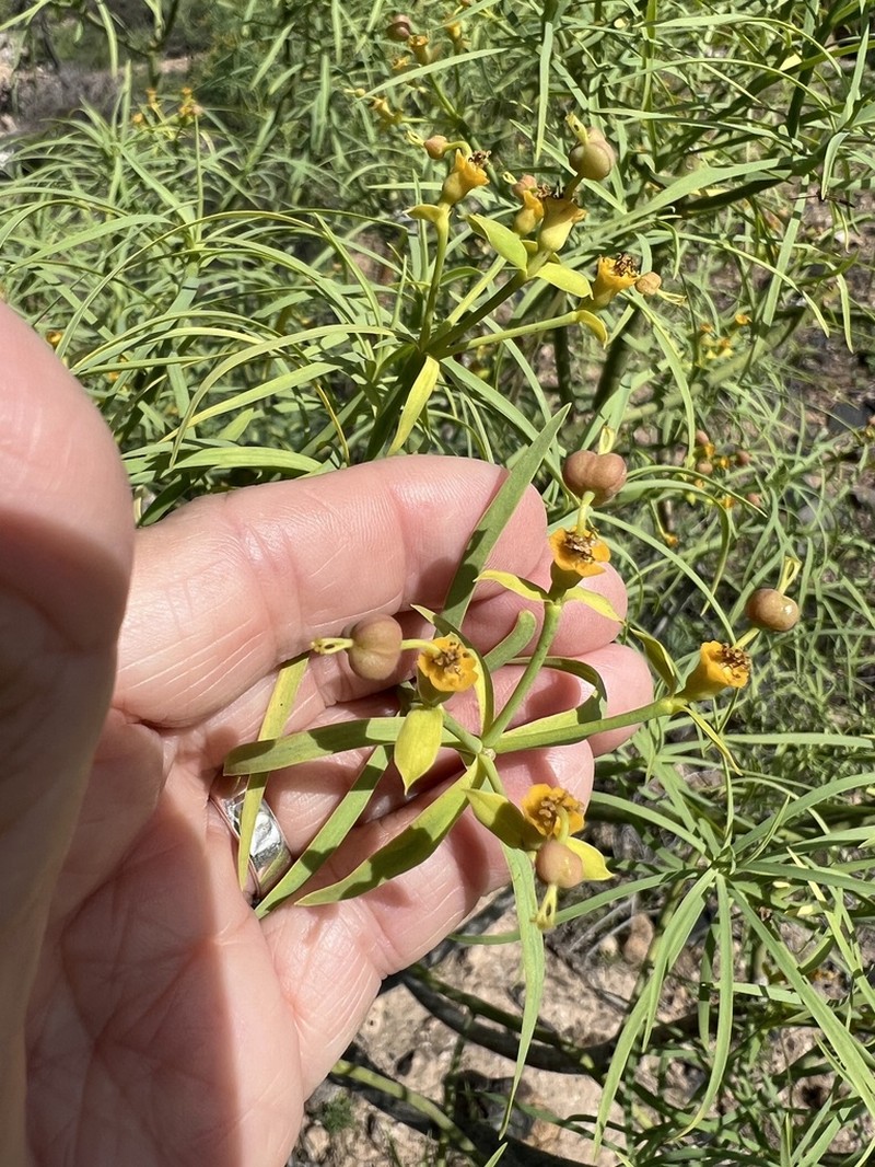 Euphorbia lamarckii photo 5