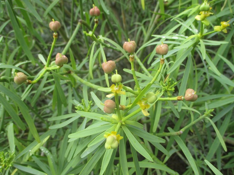 Euphorbia lamarckii photo 6