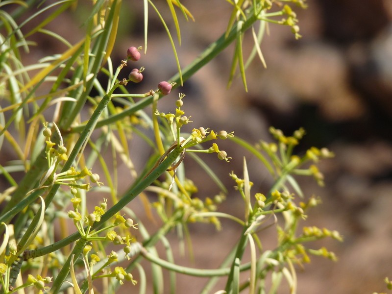 Euphorbia lamarckii photo 7