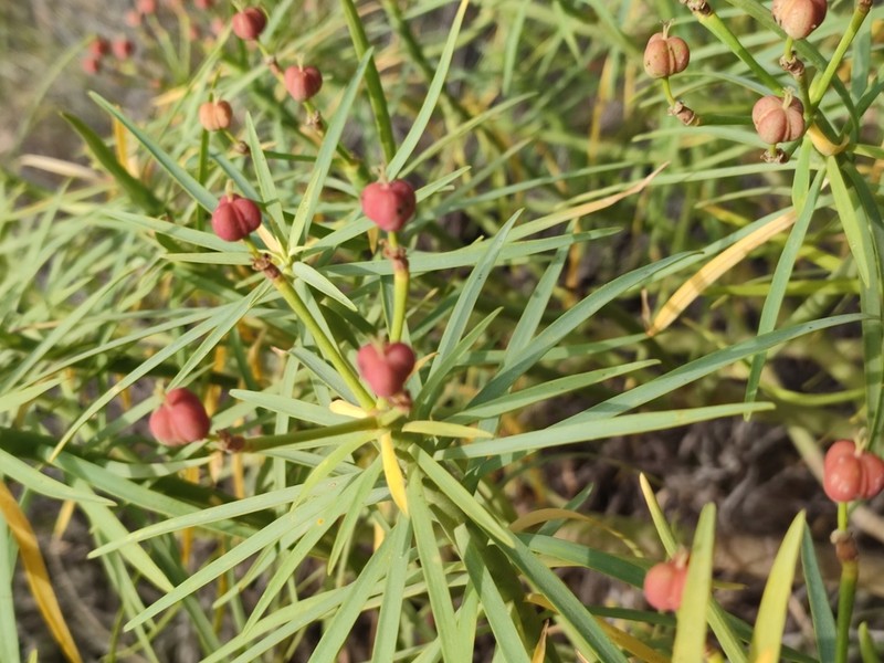 Euphorbia lamarckii photo 8