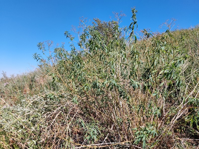 Euphorbia lamprocarpa