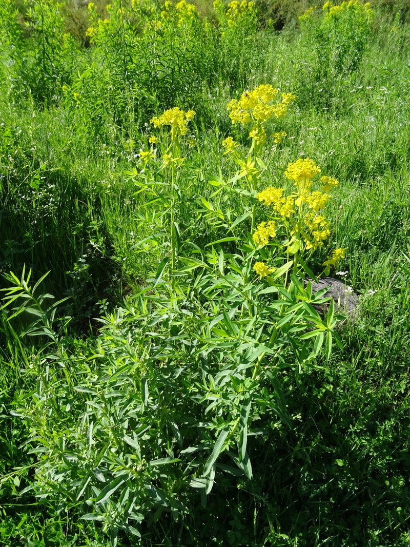 Euphorbia lamprocarpa photo 3