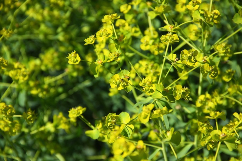 Euphorbia lamprocarpa photo 4
