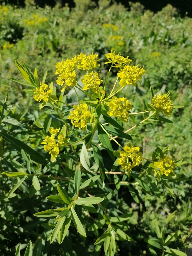 Euphorbia lamprocarpa photo 5