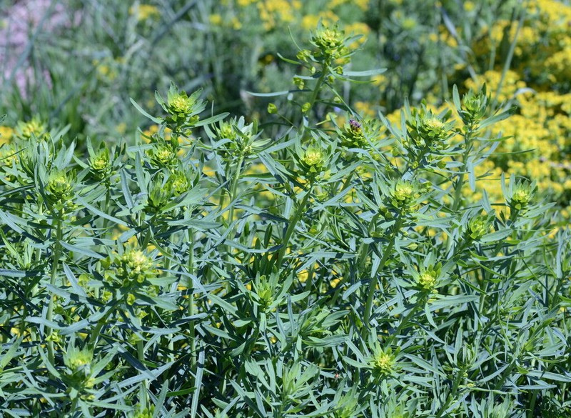 Euphorbia lamprocarpa photo 7