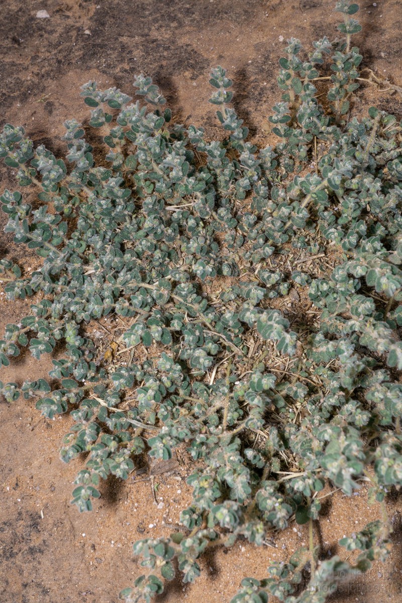Laredo Sandmat