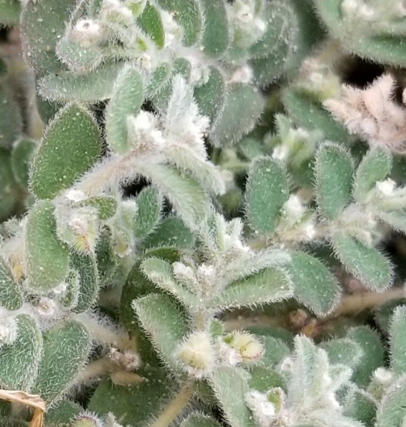 Laredo Sandmat photo 3