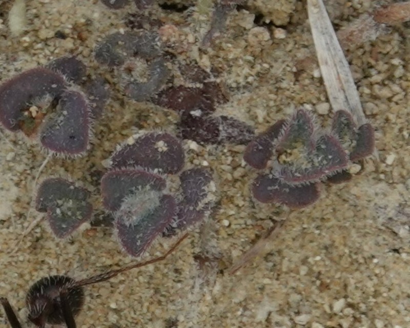 Laredo Sandmat photo 4