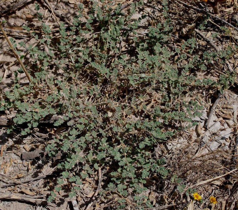 Laredo Sandmat photo 5