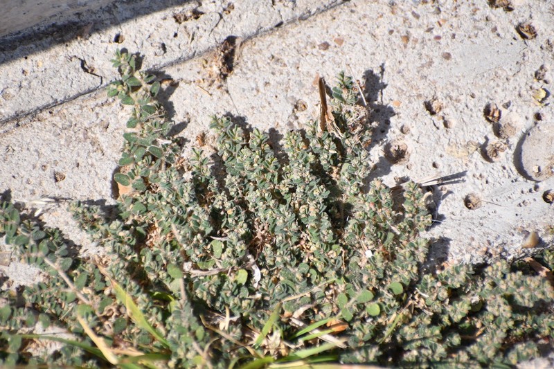 Laredo Sandmat photo 8