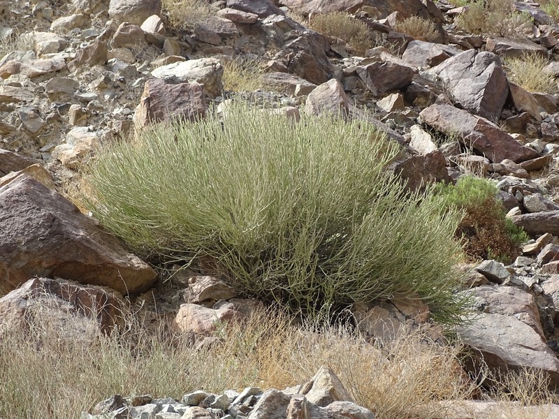 Euphorbia larica