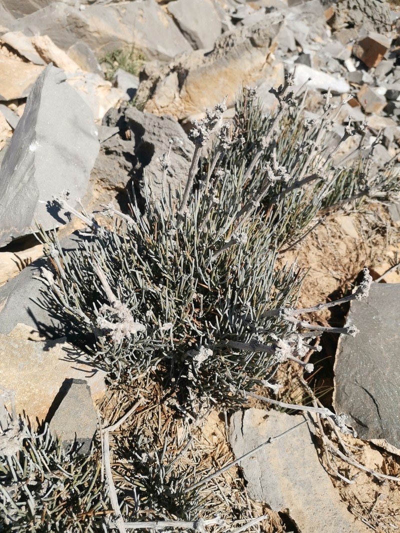 Euphorbia larica photo 3
