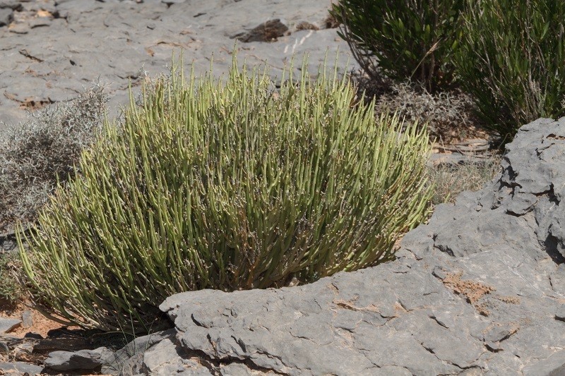 Euphorbia larica photo 4