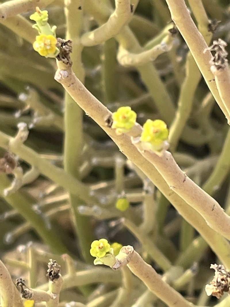 Euphorbia larica photo 5
