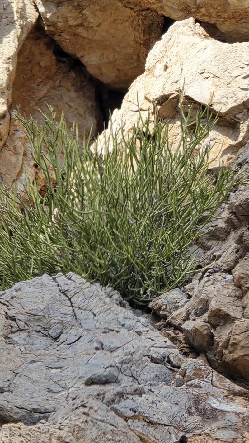 Euphorbia larica photo 6