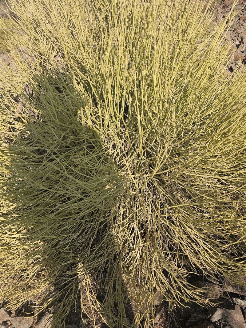 Euphorbia larica photo 7