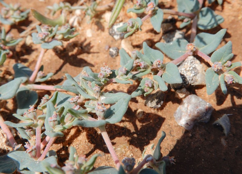 Hoary Sandmat photo 5