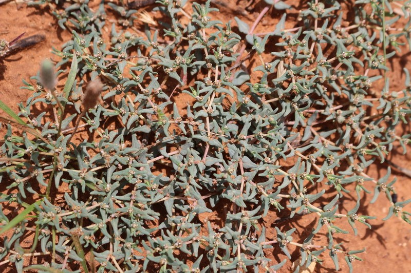 Hoary Sandmat photo 7