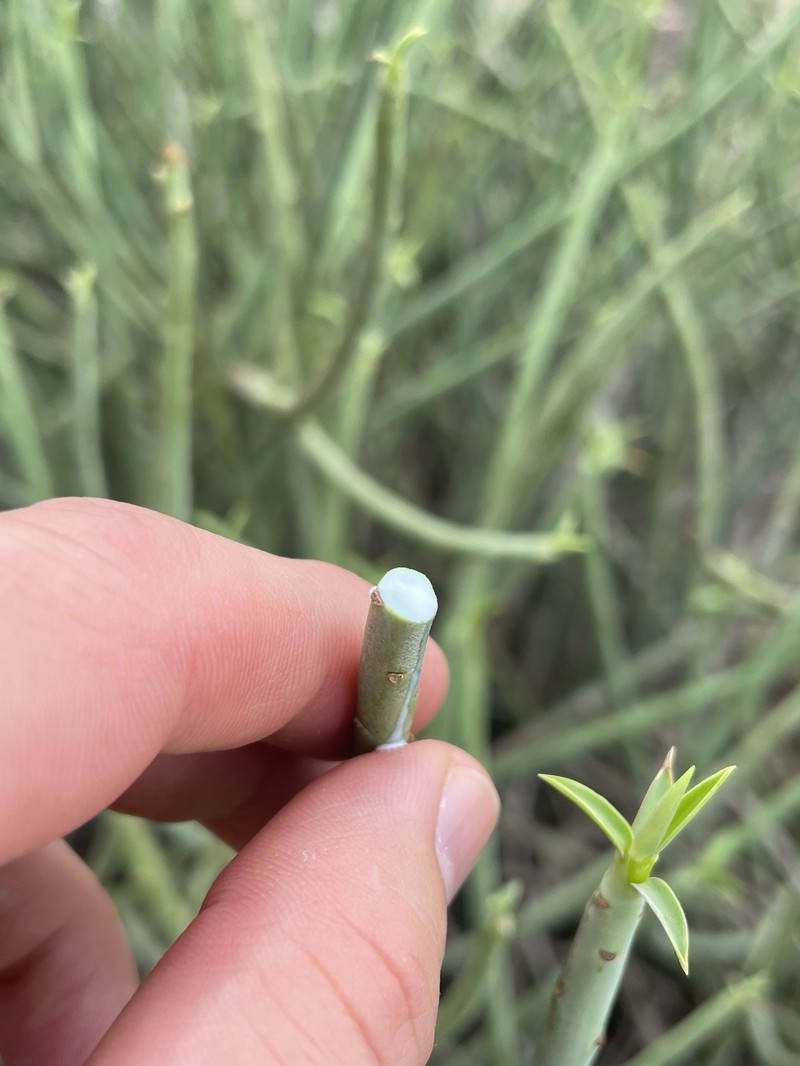 Euphorbia lateriflora photo 2