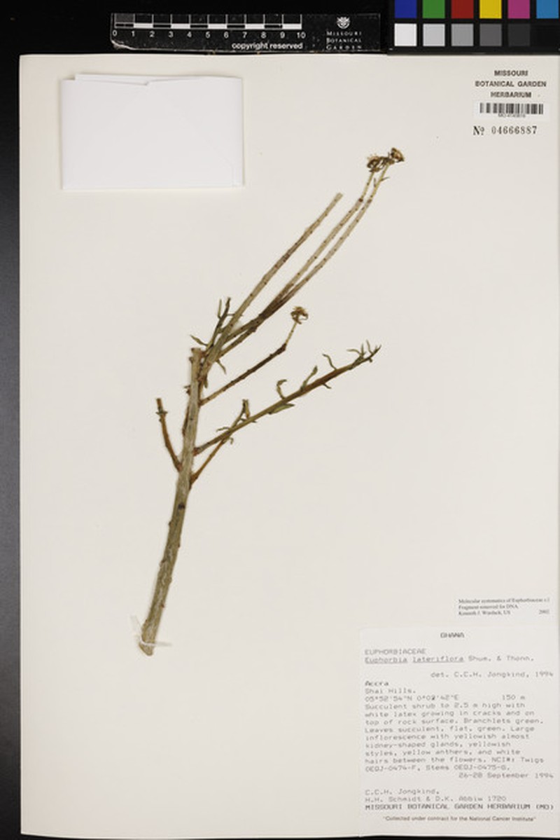 Euphorbia lateriflora photo 3