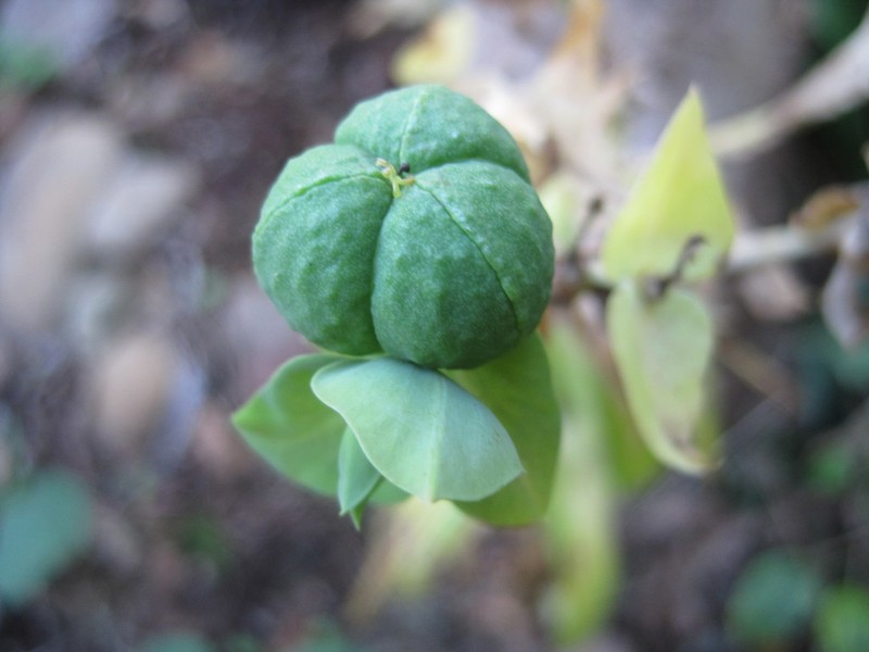 Moleplant photo 4