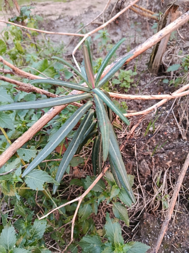Moleplant photo 5