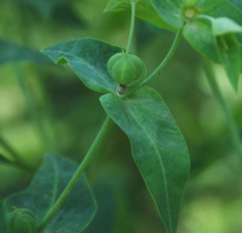 Moleplant photo 6