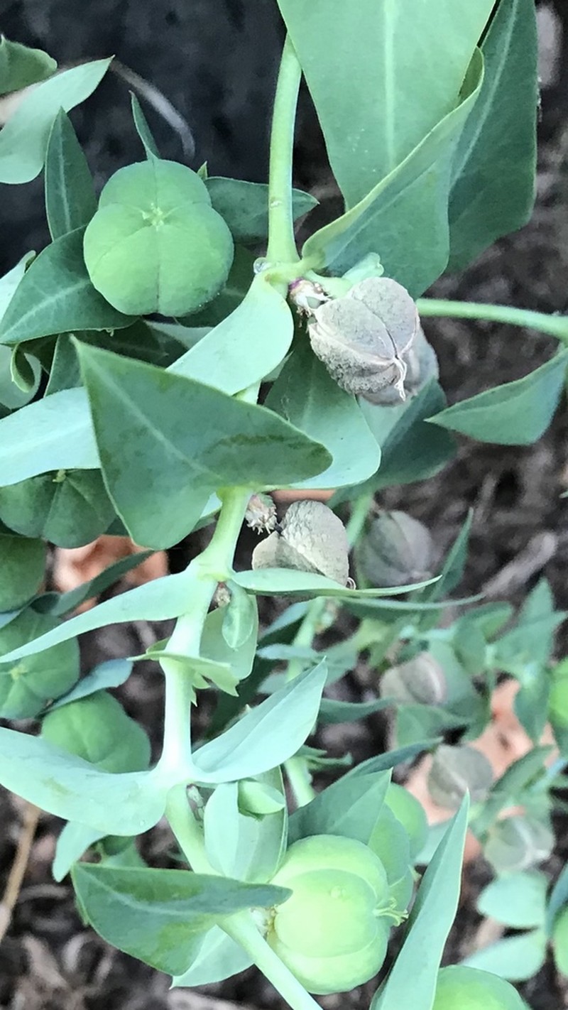 Moleplant photo 7