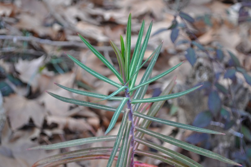 Moleplant photo 3