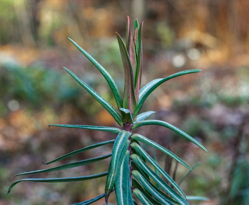 Moleplant photo 4