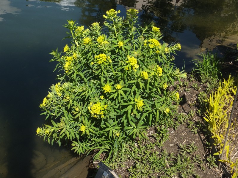 Moleplant photo 5