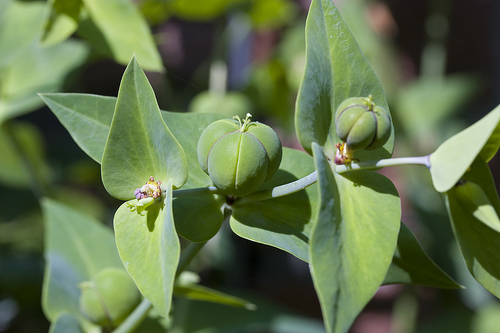 Moleplant photo 6