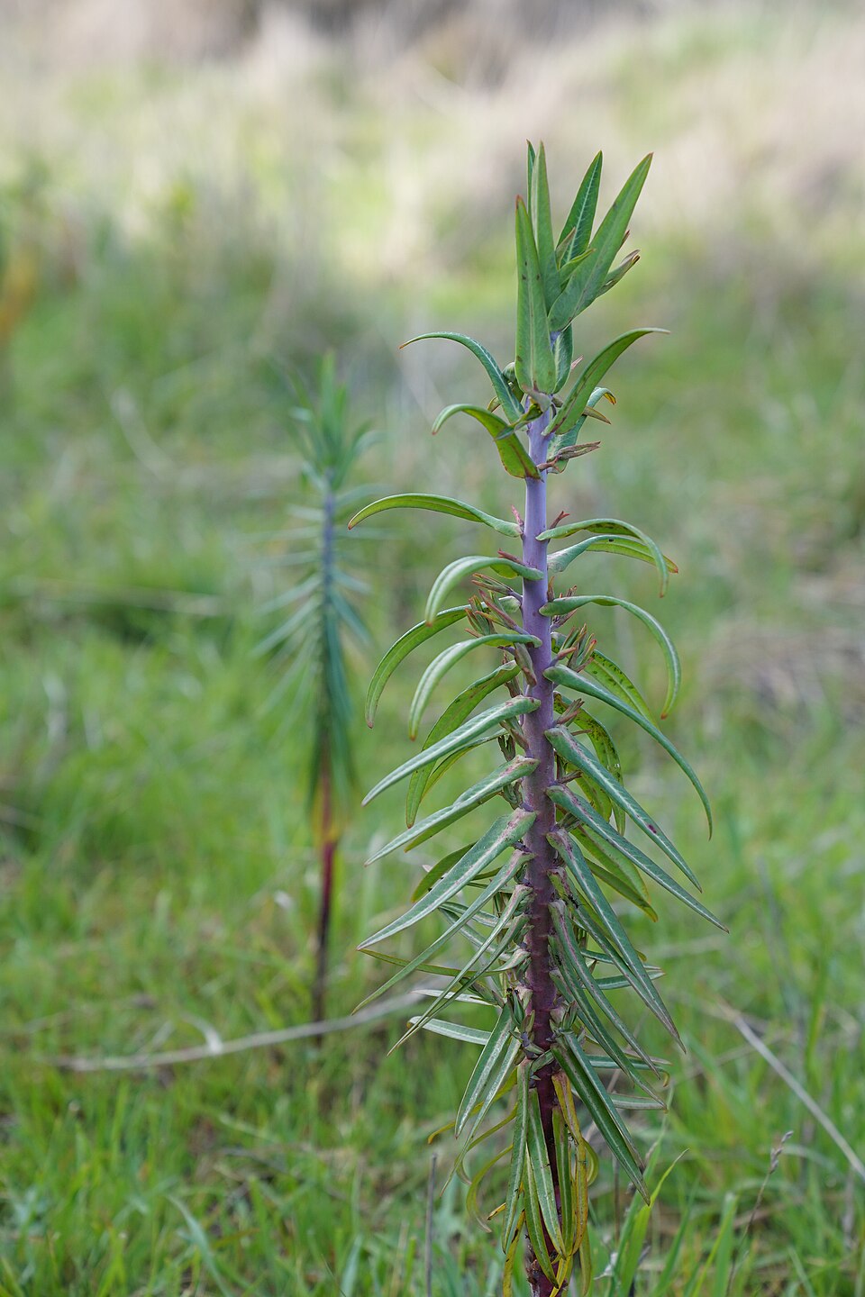Moleplant photo 7