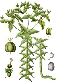Moleplant