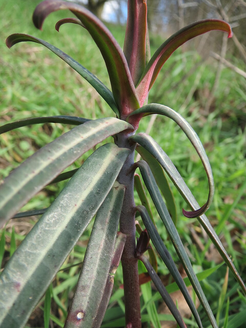 Moleplant photo 8