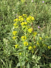 Euphorbia latifolia